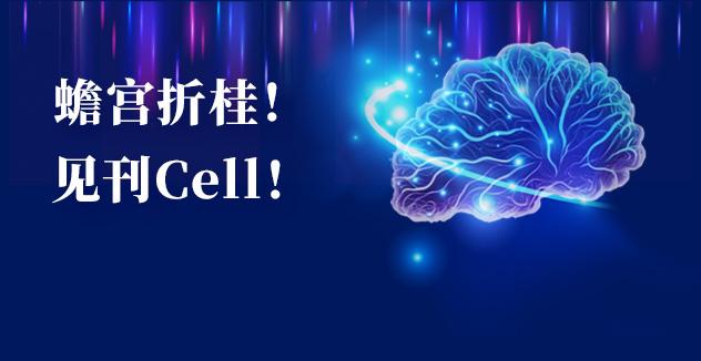 Cell项目文章 | 中国科学家解码人脑多区域时空发育奥秘！